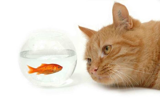 当七秒鱼爱上九命猫