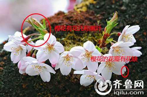 青岛初春赏花季 梅花桃花杏花樱花樱桃花咋区分