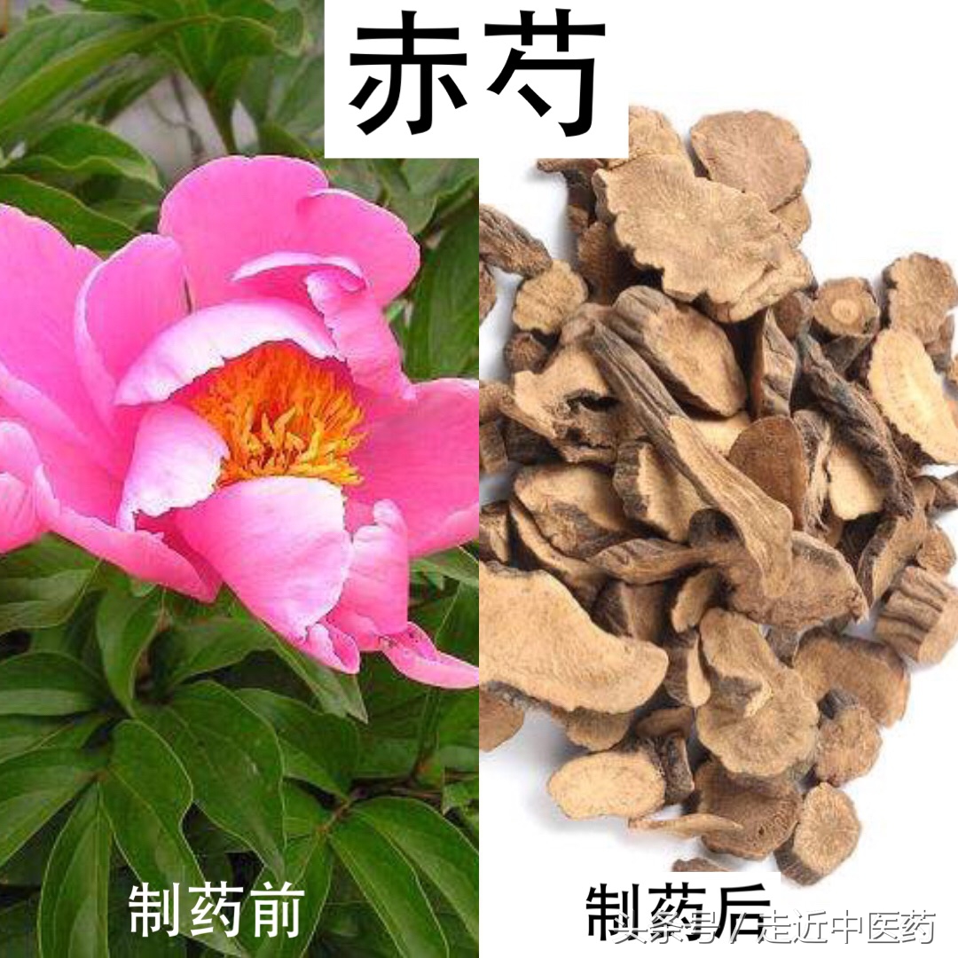 赤芍的功效与作用(清热药) - 行就行