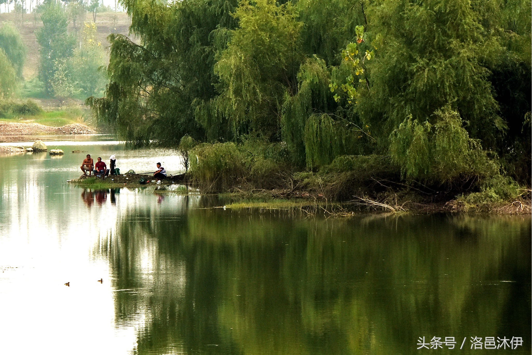 芦花水浅白鹭闲，一杆一苇钓秋寒