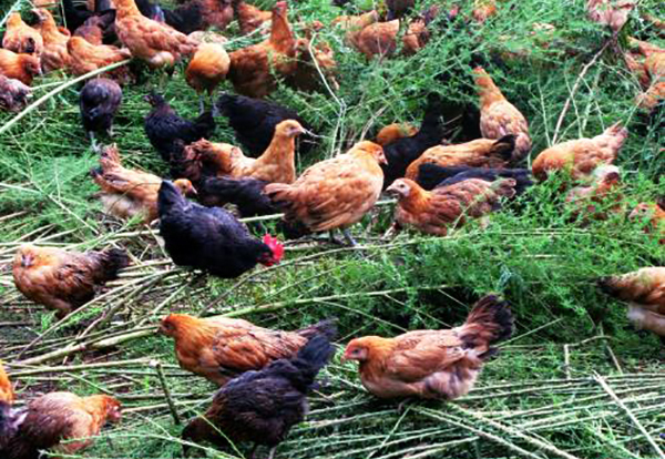 受到大家热捧的绿壳鸡蛋，是鸡吃了含有绿色添加剂食物后产生的？