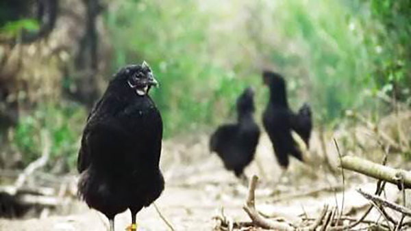 受到大家热捧的绿壳鸡蛋，是鸡吃了含有绿色添加剂食物后产生的？