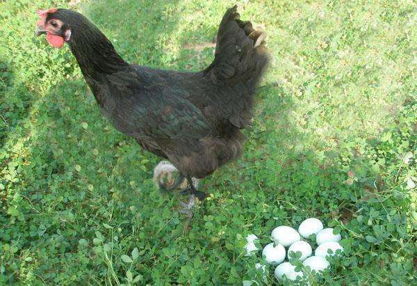 受到大家热捧的绿壳鸡蛋，是鸡吃了含有绿色添加剂食物后产生的？