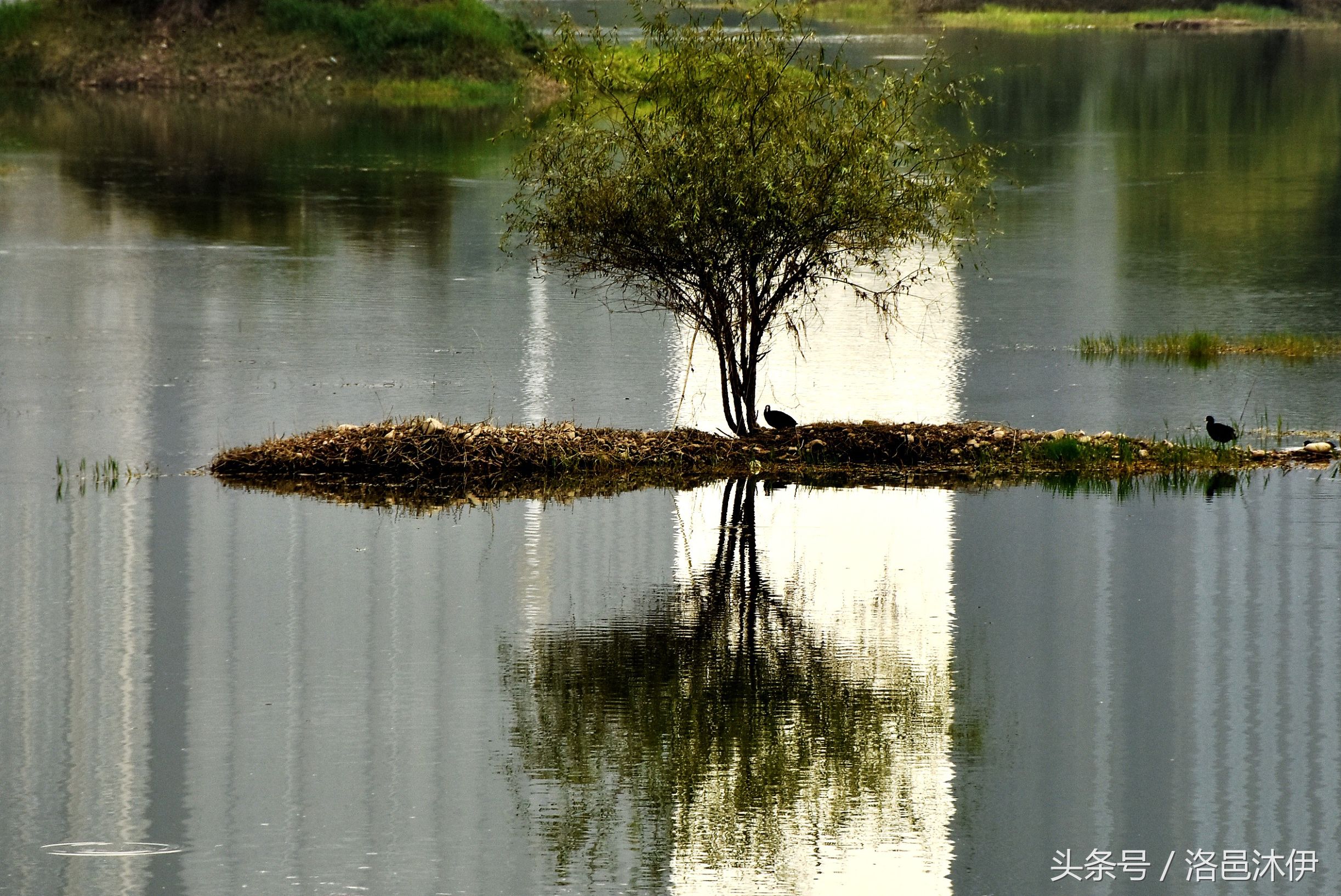 芦花水浅白鹭闲，一杆一苇钓秋寒