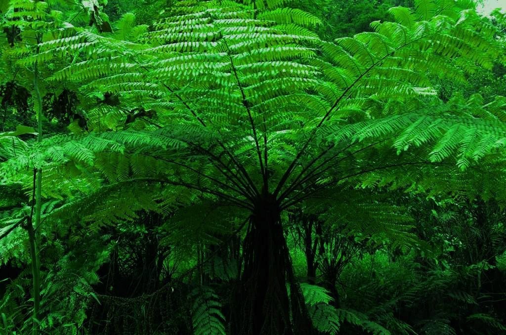刺桫椤 - 成语词句网