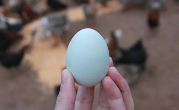 受到大家热捧的绿壳鸡蛋，是鸡吃了含有绿色添加剂食物后产生的？