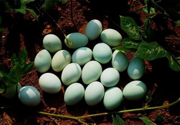 受到大家热捧的绿壳鸡蛋，是鸡吃了含有绿色添加剂食物后产生的？