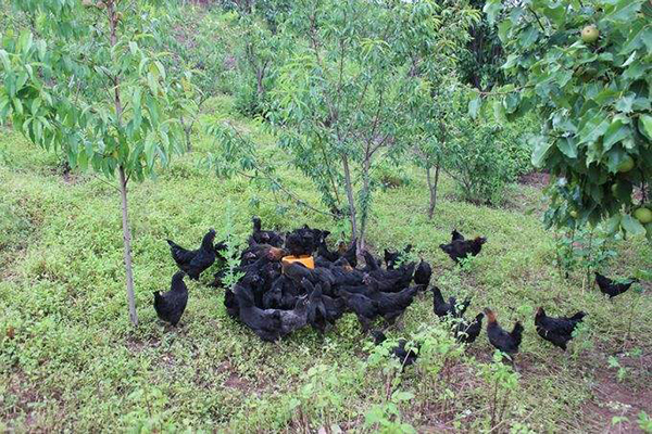 受到大家热捧的绿壳鸡蛋，是鸡吃了含有绿色添加剂食物后产生的？