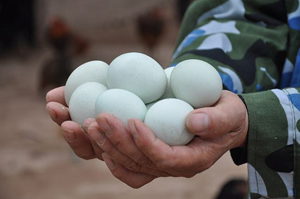 受到大家热捧的绿壳鸡蛋，是鸡吃了含有绿色添加剂食物后产生的？