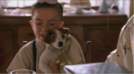 一种狗狗一部电影，盘点11部关于狗狗的感人电影，你哭了吗？