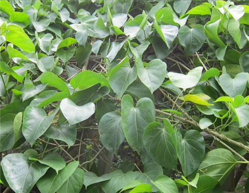 中药路路通的功效与作用(生命力最强的一种植物) - 行就行