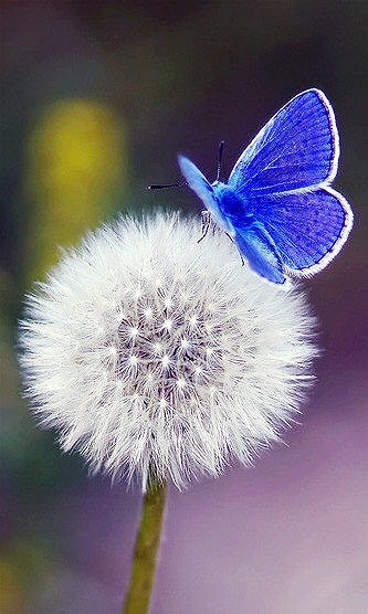 描写蒲公英唯美句子