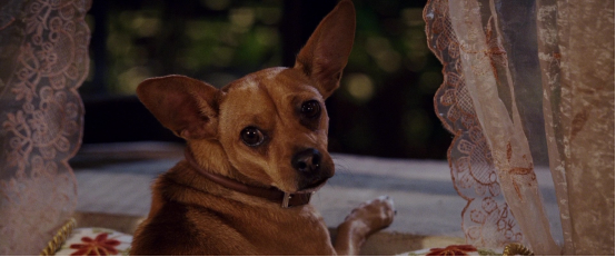 一种狗狗一部电影，盘点11部关于狗狗的感人电影，你哭了吗？