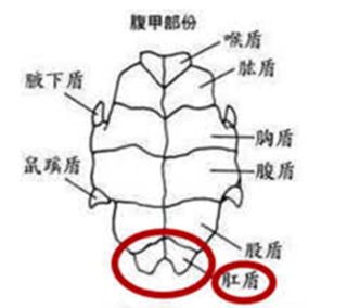 小乌龟怎么分辨公母最简单的（小乌龟怎么分辨公母最简单的视频）-第4张图片-科灵网