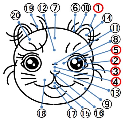 科普图解教你怎么看异国短毛猫