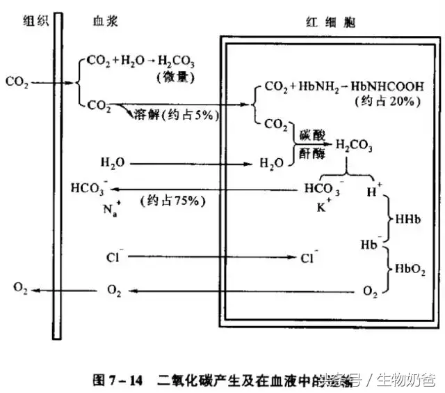 二氧化碳在血液中运输的主要形式