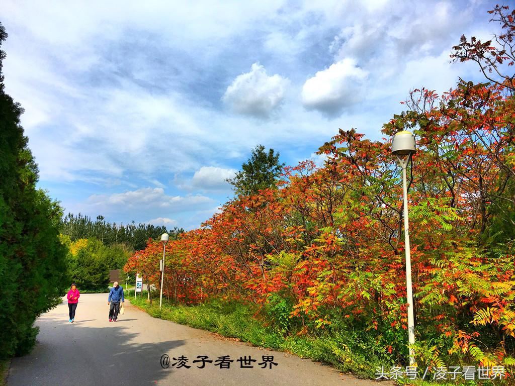 水立方有多美(十一过后，城市中的森林公园秋色正浓)