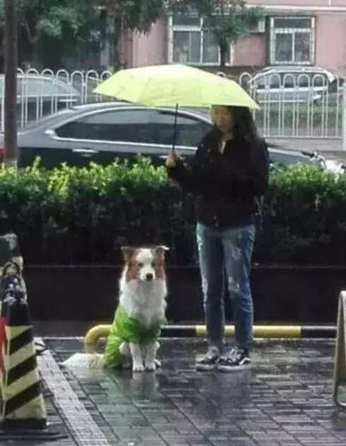狗狗雨中等待主人，天使姐姐为狗狗撑伞！暖哭了~