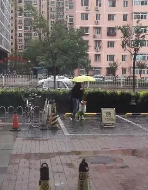 狗狗雨中等待主人，天使姐姐为狗狗撑伞！暖哭了~