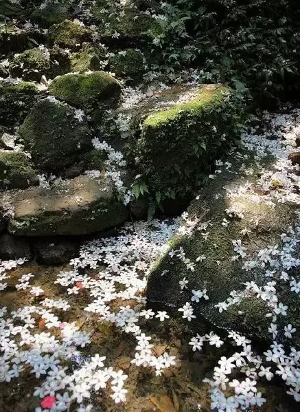 又见柳絮飞