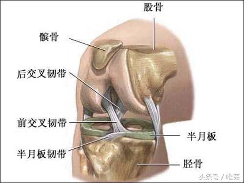 nba足踝包括哪些(林书豪膝盖错位，8种锻炼好方法教你护好膝盖！)