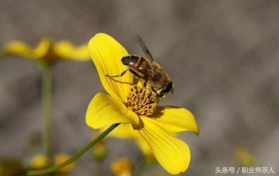 蜜蜂是昆虫吗（常见昆虫之蜜蜂的知识普及）