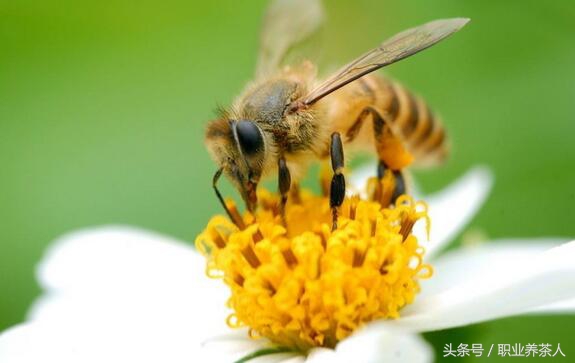 蜜蜂是昆虫吗（常见昆虫之蜜蜂的知识普及）