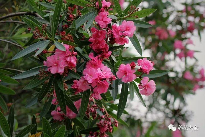 夜来香有毒吗 夜来香闻多了有害吗-北京百科网