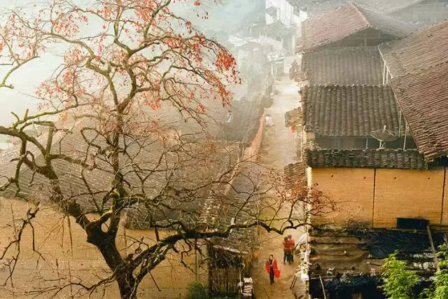 柿子吃得多了,却不知道它还有这般美好的寓意