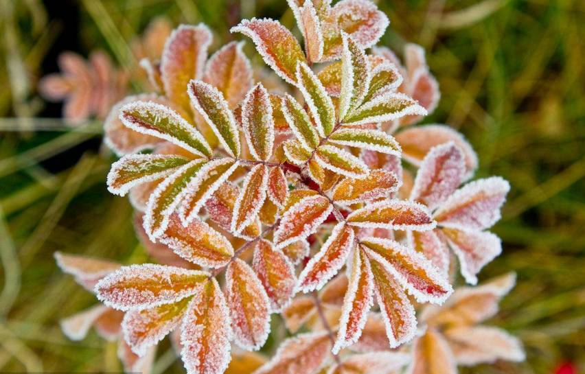 诗词鉴赏-经霜的岁月,更美
