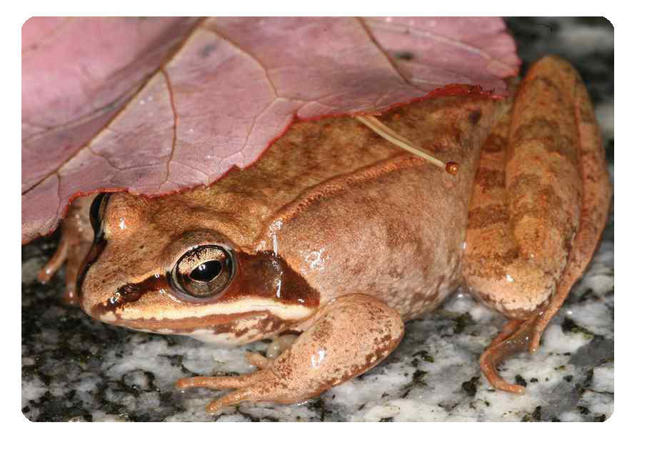 中国日用化妆品商城：滋补养颜的华夏瑰宝