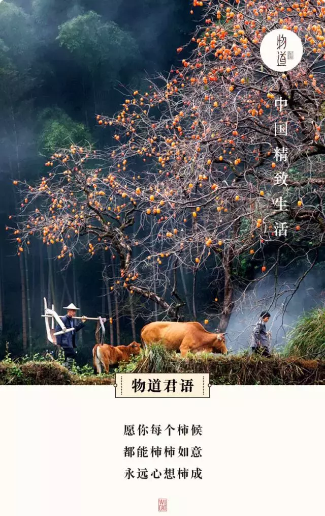 柿子吃多了，舌尖泛甜，肠胃微涩，满口秋意难消。