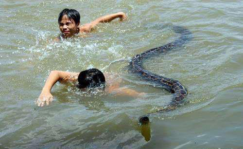 蟒蛇为报恩竟当起保姆