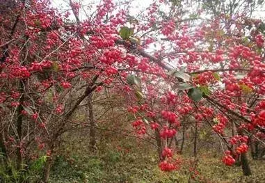 茱萸是什么植物？茱萸的分类