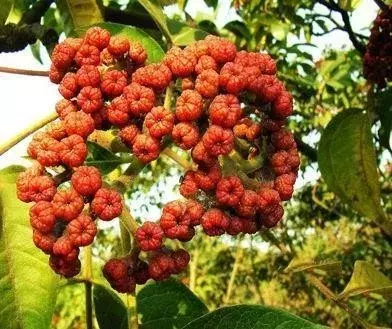 茱萸是什麼植物遍插茱萸少一人的茱萸是什麼植物