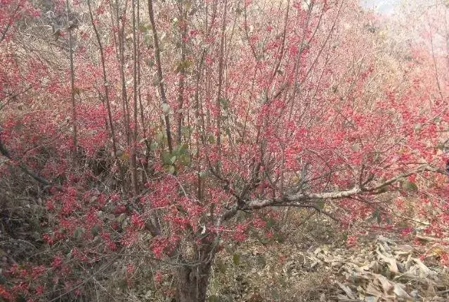 茱萸的分类及鉴赏