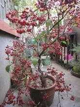 茱萸的分类及鉴赏