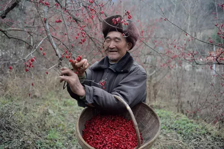 茱萸的分类及鉴赏