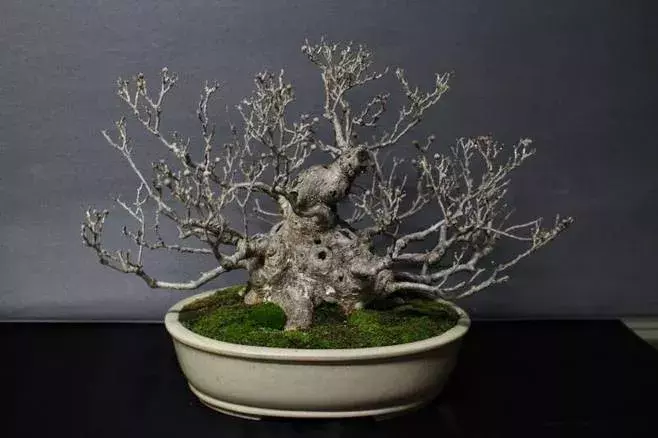 茱萸的分类及鉴赏