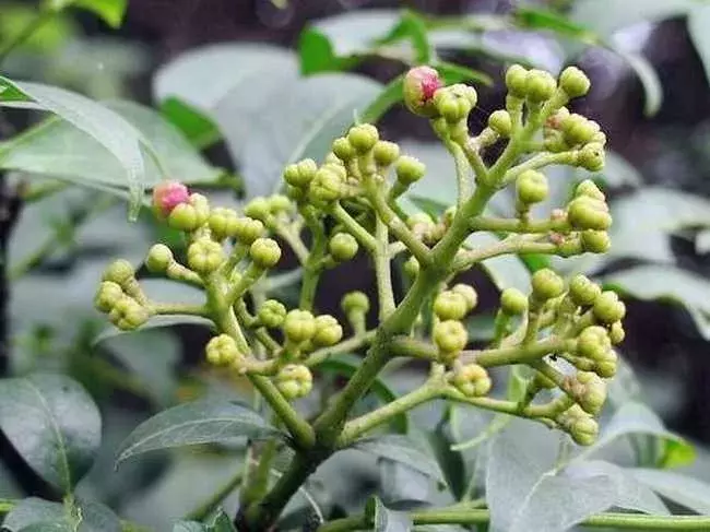茱萸的分类及鉴赏