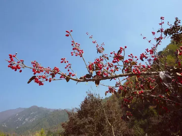 茱萸的分类及鉴赏