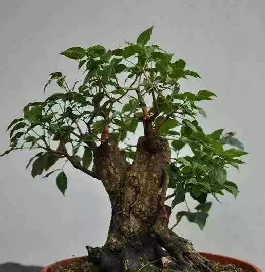 茱萸的分类及鉴赏
