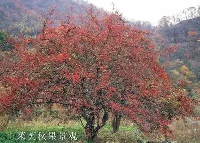 茱萸的分类及鉴赏