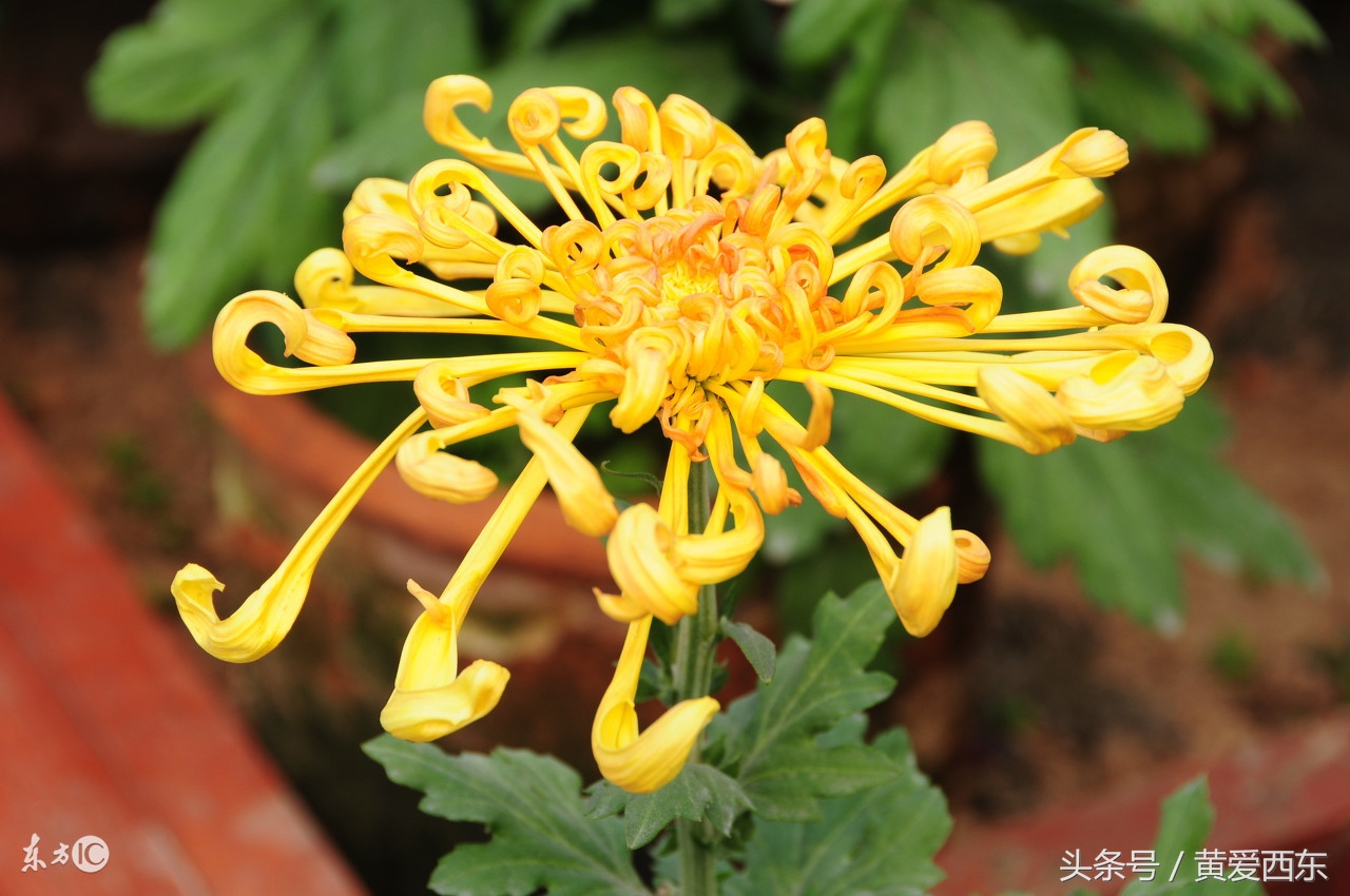 莫道不消魂 帘卷西风 人比黄花瘦 重阳节里登高远望倍思亲！