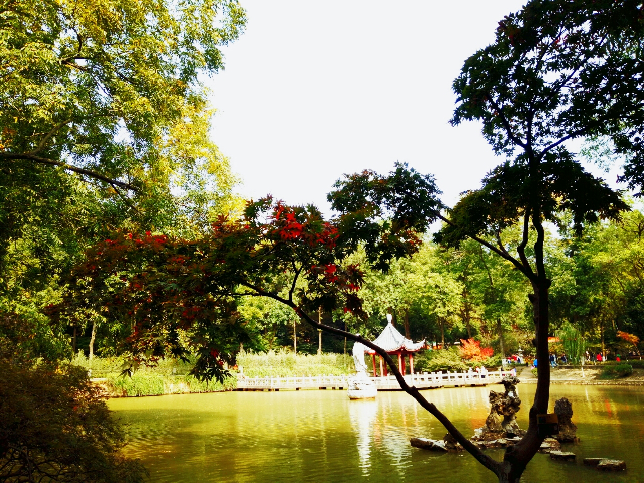 作为“南朝四百八十寺”之首的栖霞寺，即将迎来一年中最美的时候