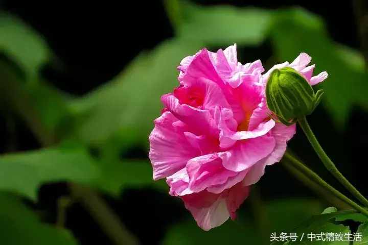 成都，芙蓉城