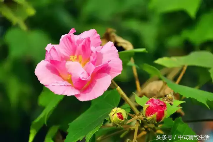 成都，芙蓉城