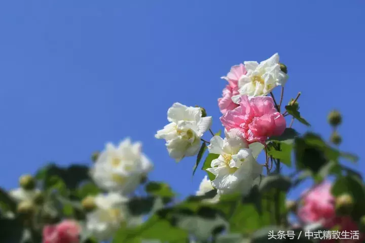 成都，芙蓉城