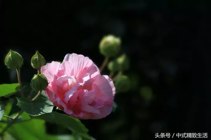 成都，芙蓉城