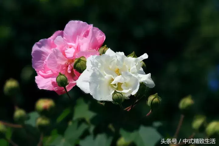 成都，芙蓉城